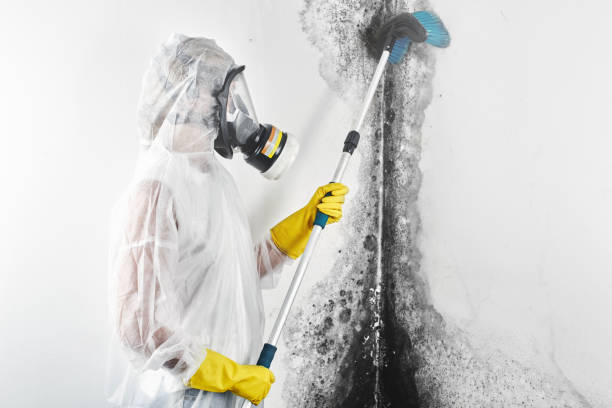 Best Mold Odor Removal Services  in West Blocton, AL