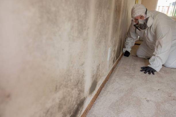 Mold Documentation for Insurance Claims in West Blocton, AL